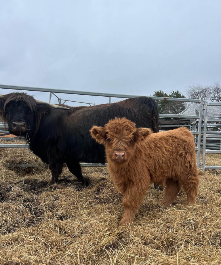 Mini Highland Cow ( Hope & Lieutenant)