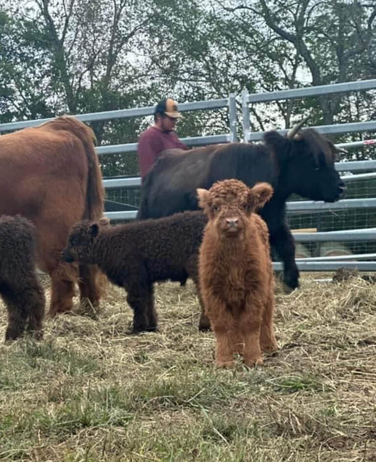Mini Highland Cow ( Hope & Lieutenant)
