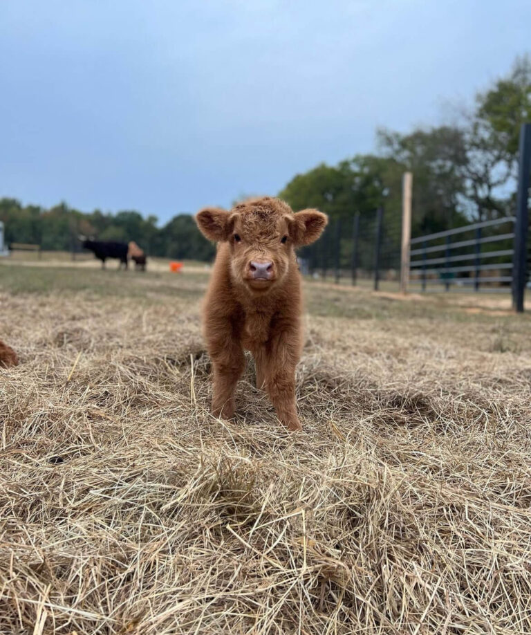Mini Highland Cow ( Hope & Lieutenant)