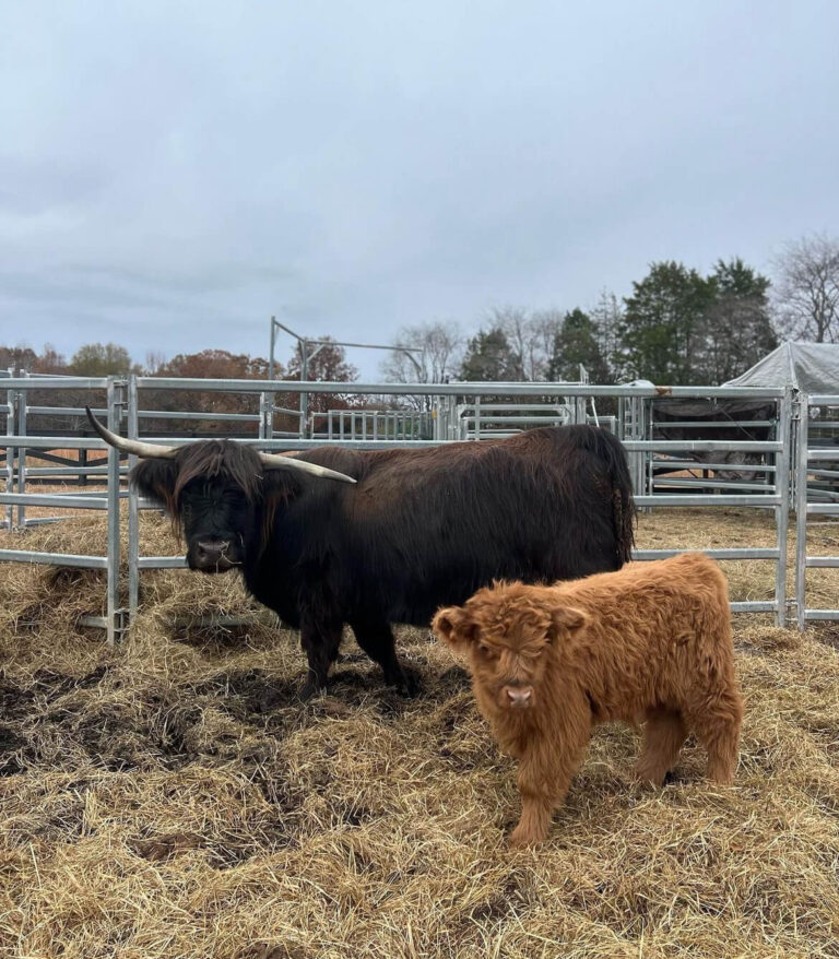 Mini Highland Cow ( Hope & Lieutenant)