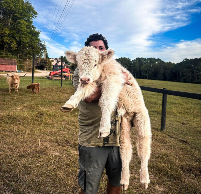 Mini Highland Cow ( Keaira & Twisty )