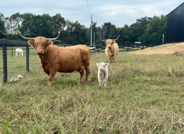 Mini Highland Cow ( Keaira & Twisty )