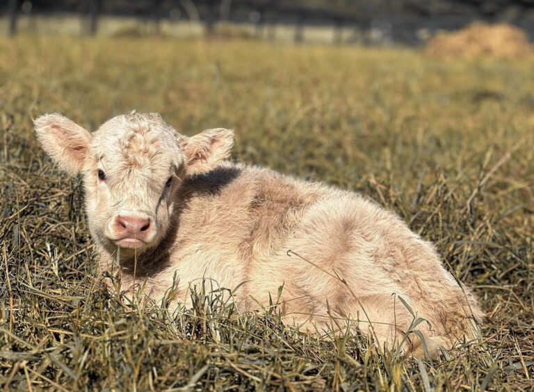 Mini Highland Cow ( Keaira & Twisty )