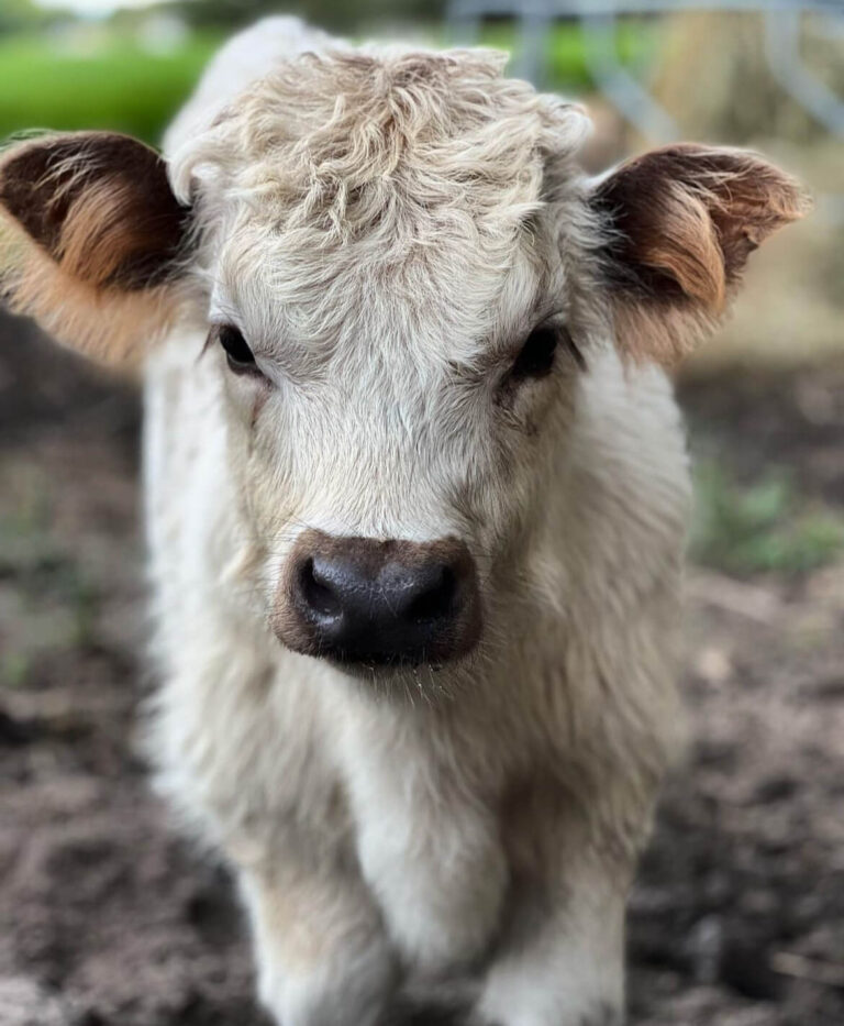 Mini Highland Cows for sale (Cinnamon & Herb)