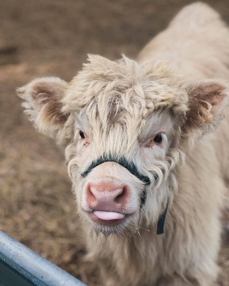 Mini Highland Cows for sale (Cinnamon & Herb)