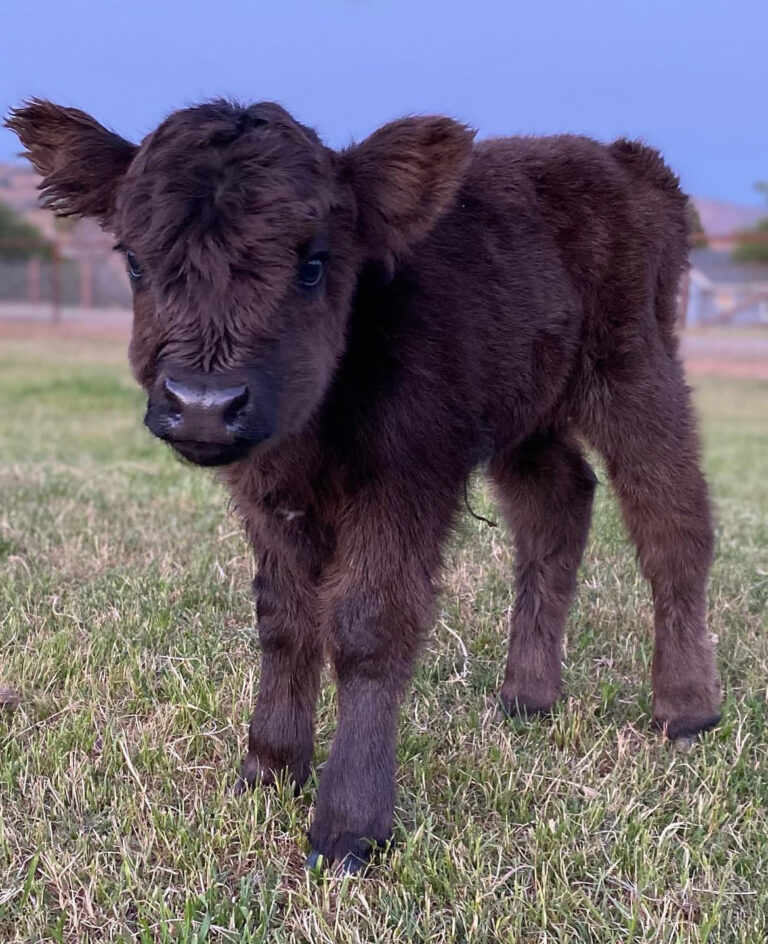 Mini Highland Cow for sale (Bella)