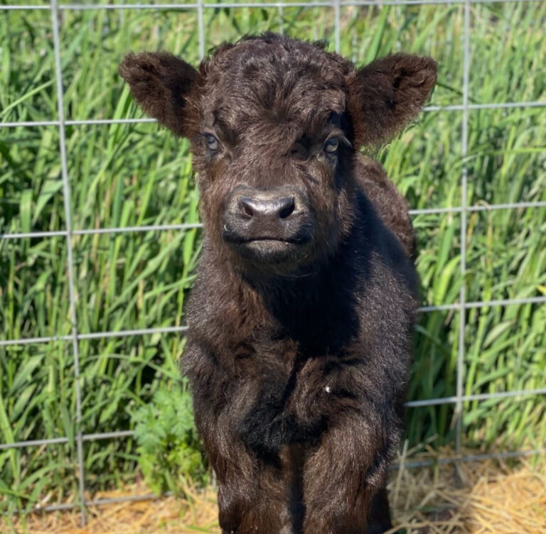 Mini Highland Cow for sale (Bella)