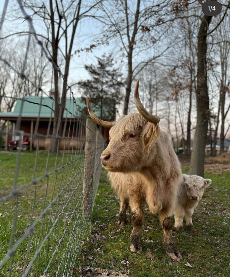 Mini Highland Cow for sale (Dolly & Mice)