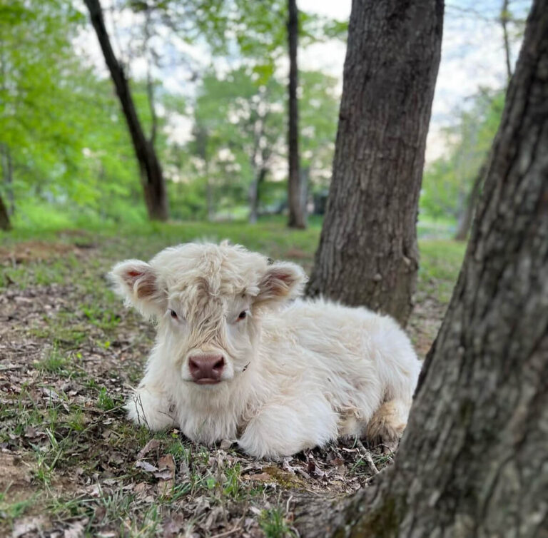 Mini Highland Cow for sale (Dolly & Mice)