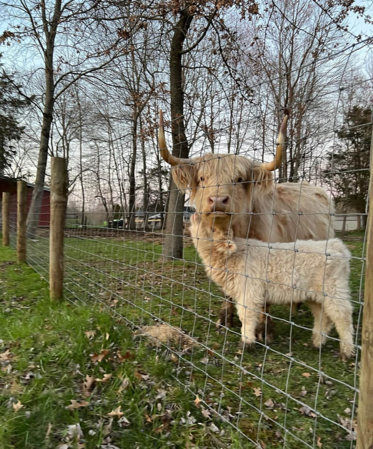 Mini Highland Cow for sale (Dolly & Mice)