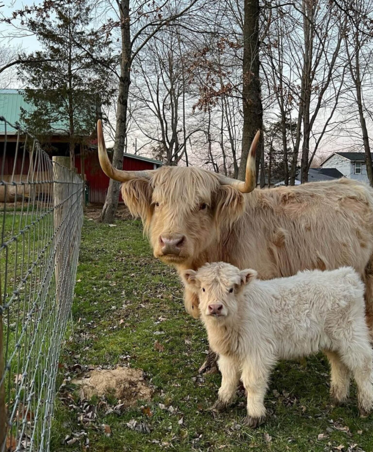 Mini Highland Cow for sale (Dolly & Mice)