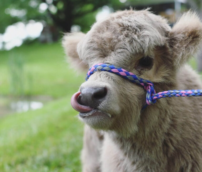 Mini Highland Cows for sale (Lea & Pea)