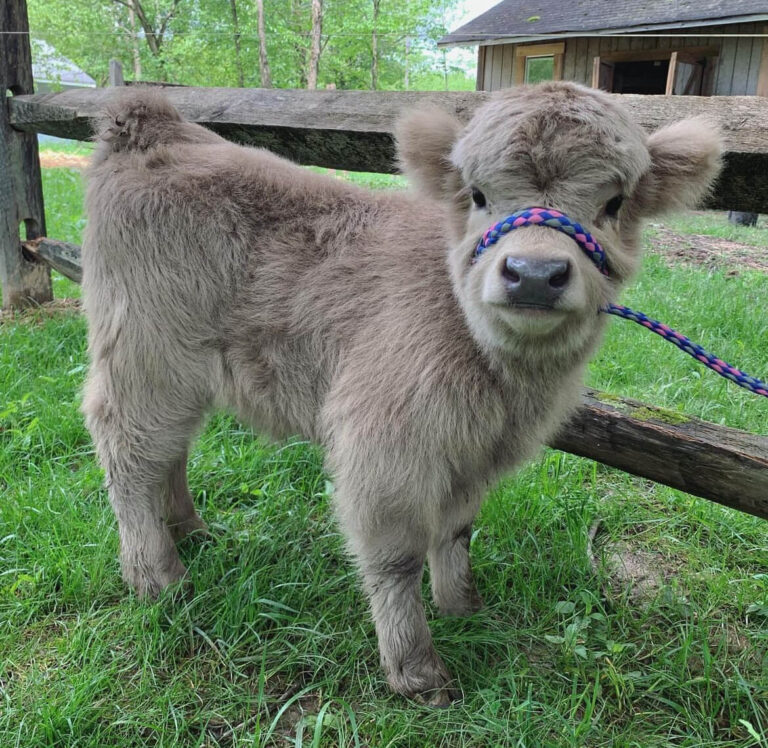 Mini Highland Cows for sale (Lea & Pea)