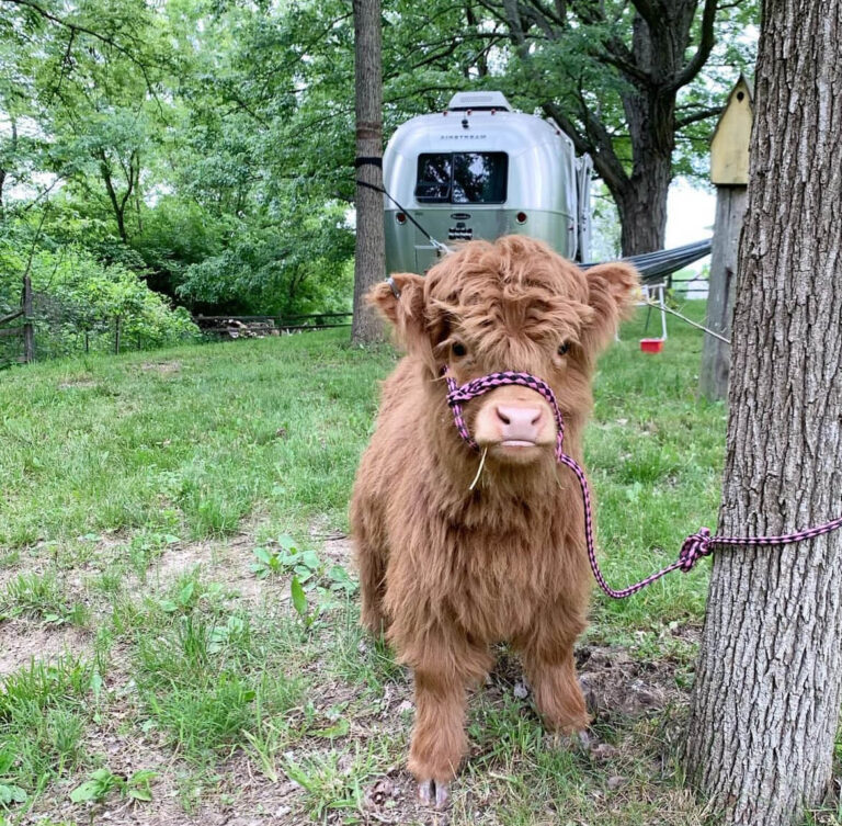 Mini Highland Cows for sale (Lea & Pea)