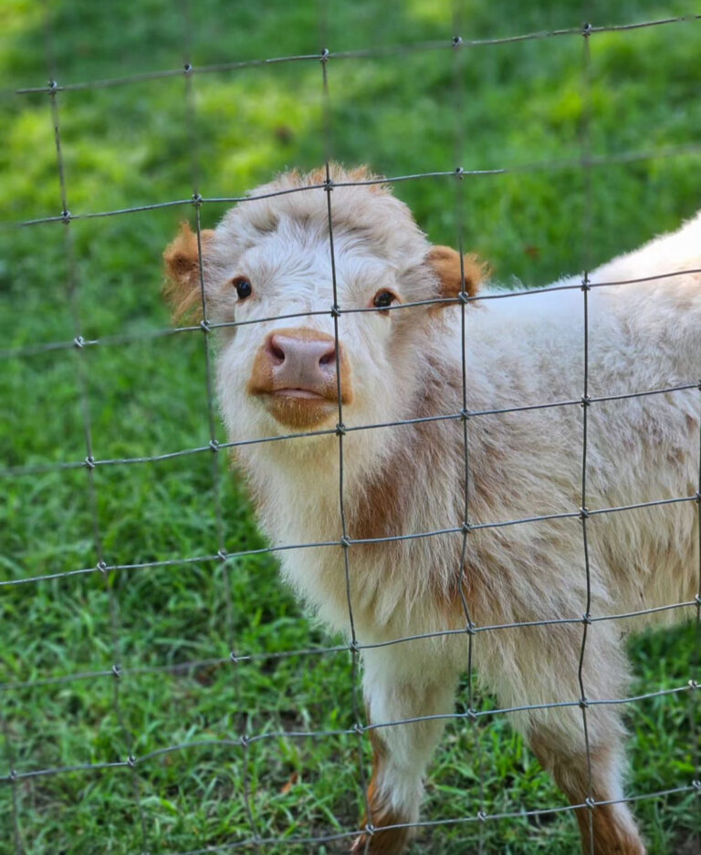 Mini Highland Cow (Noah)