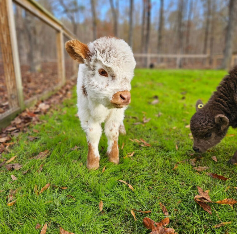 Mini Highland Cow (Noah)