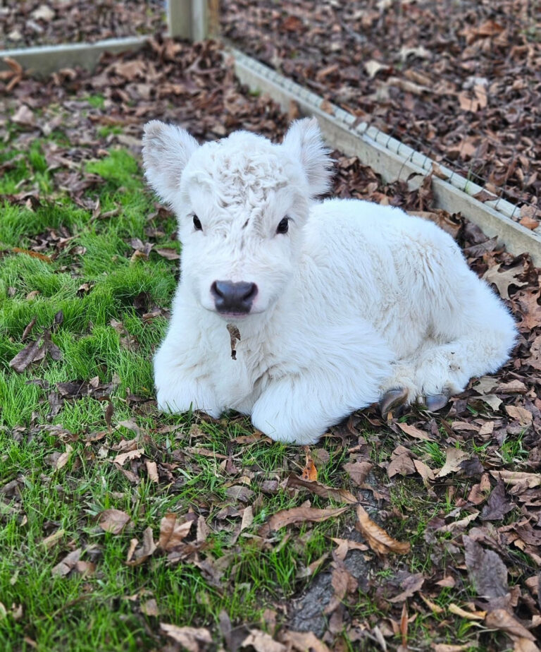 Mini Highland Cow (Penny)