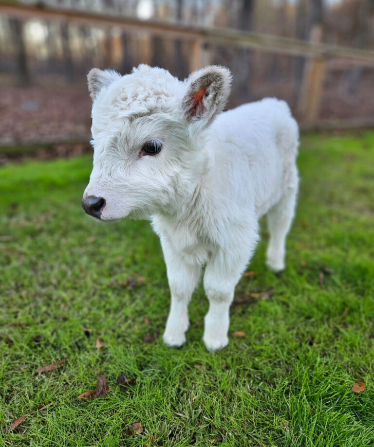 Mini Highland Cow (Penny)