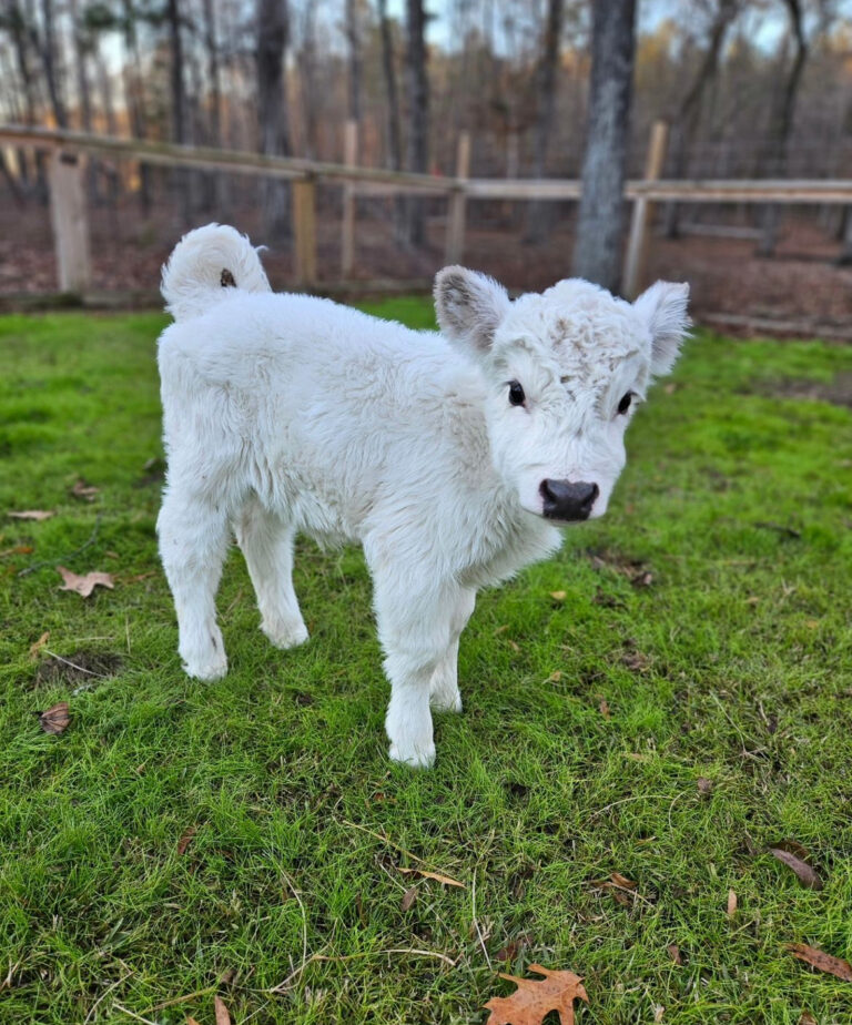 Mini Highland Cow (Penny)