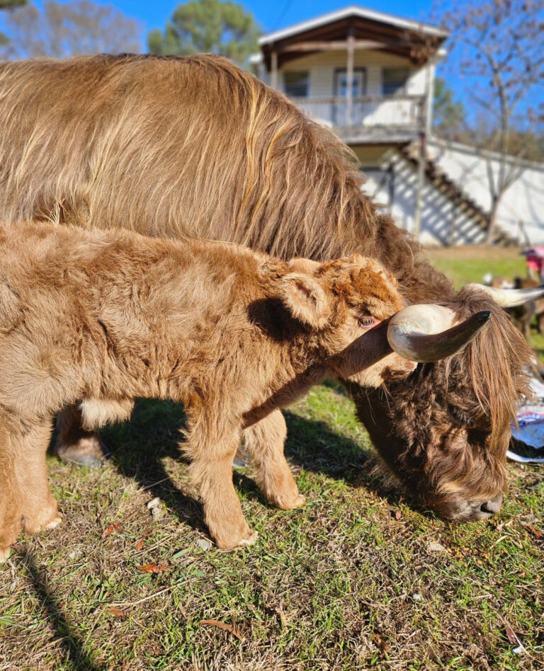 Mini Highland Cow (Stan)