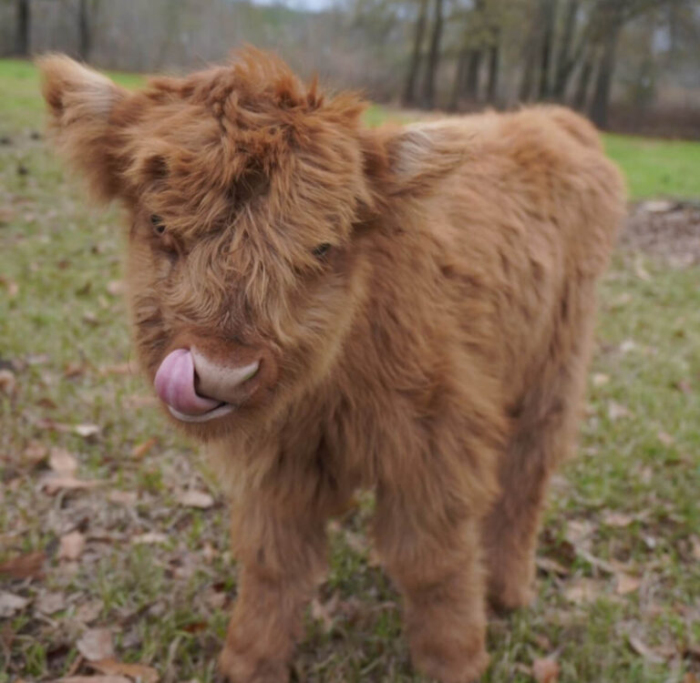 Mini Highland Cow (Stan)