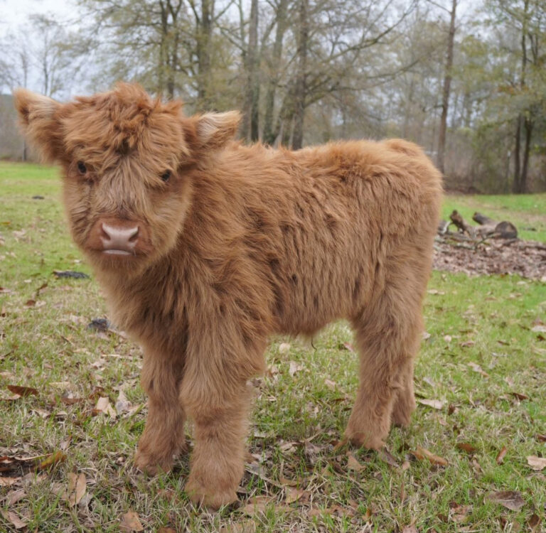 Mini Highland Cow (Stan)
