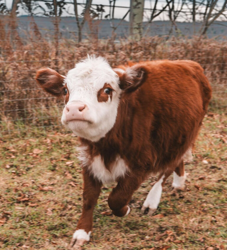 Mini Highland Cow (Princess)
