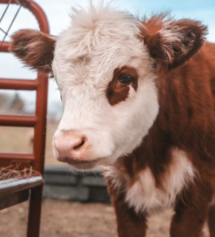 Mini Highland Cow (Princess)