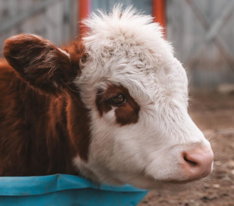 Mini Highland Cow (Princess)