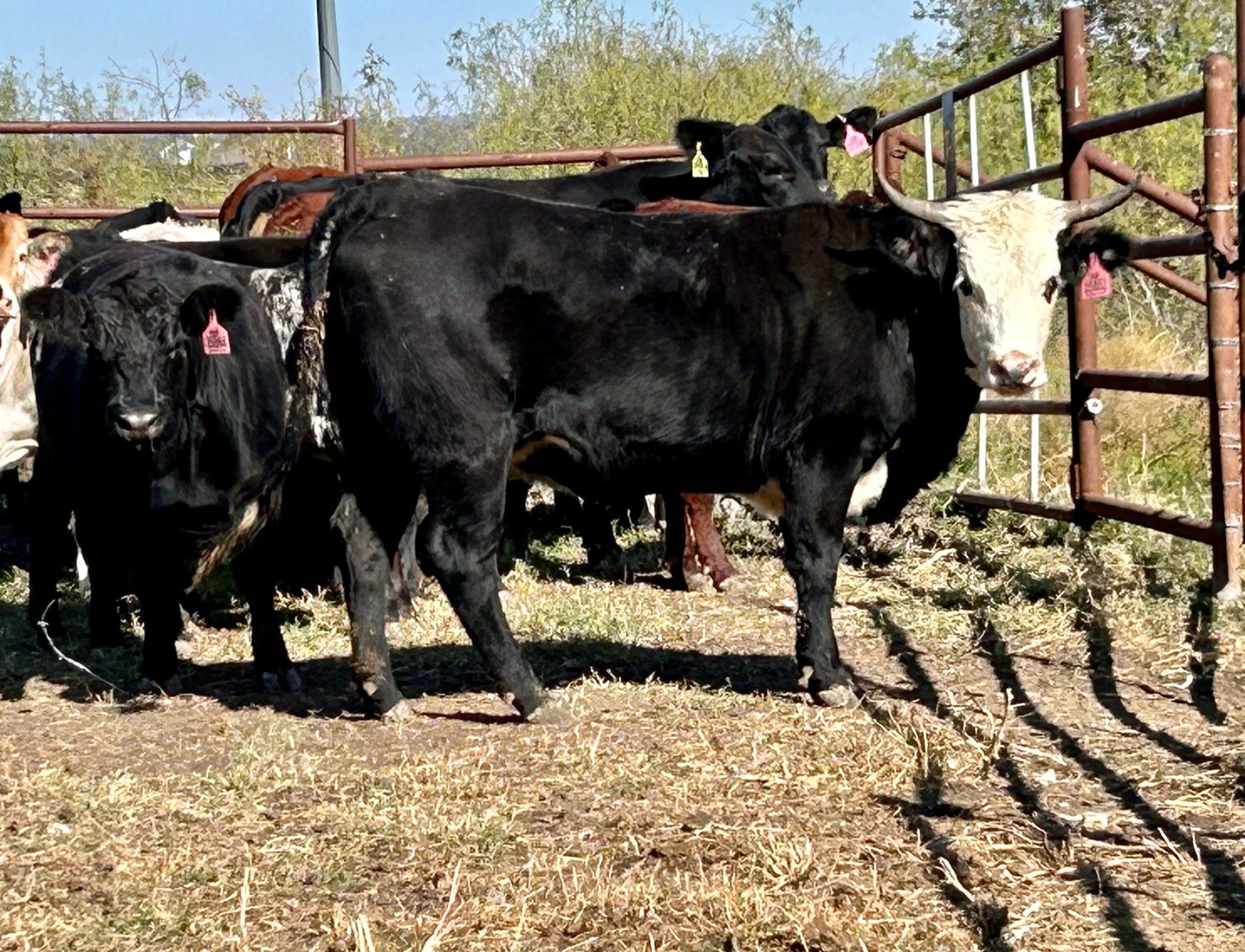 Feeder/Fed Heifers Available