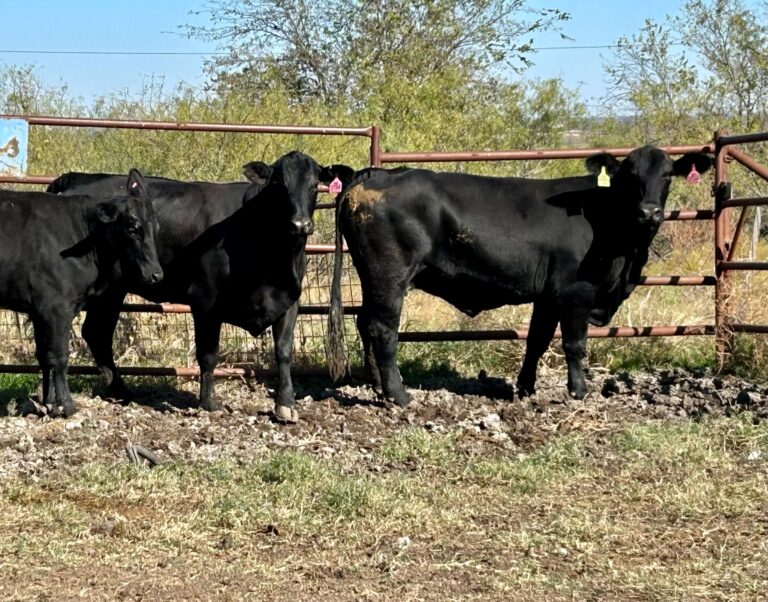 Feeder/Fed Heifers Available