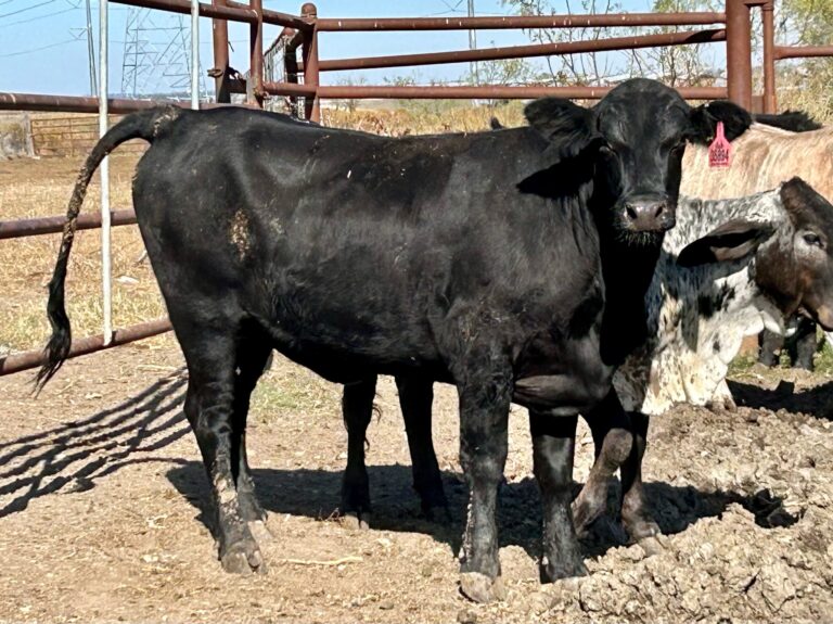 Feeder/Fed Heifers Available
