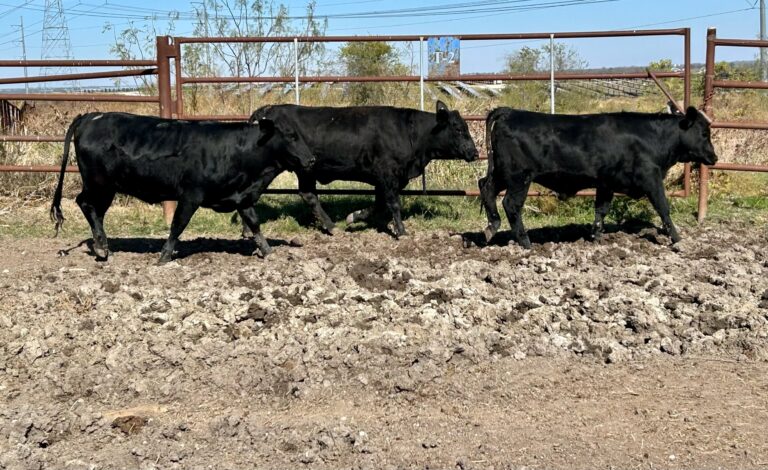 Feeder/Fed Heifers Available