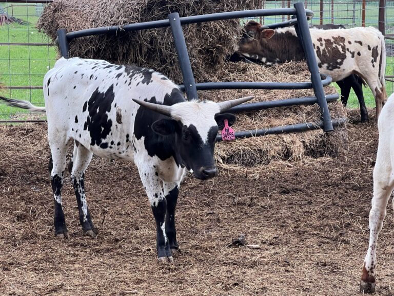 7 Head of Ropers and Roper Potentials