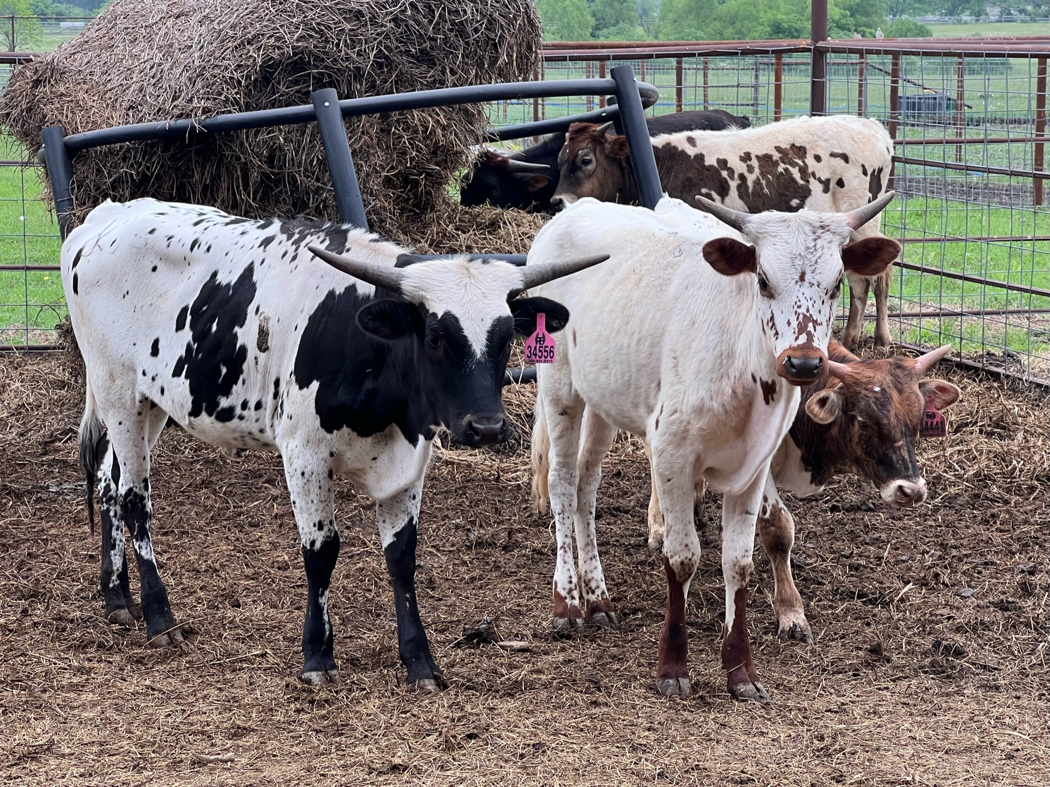 7 Head of Ropers and Roper Potentials