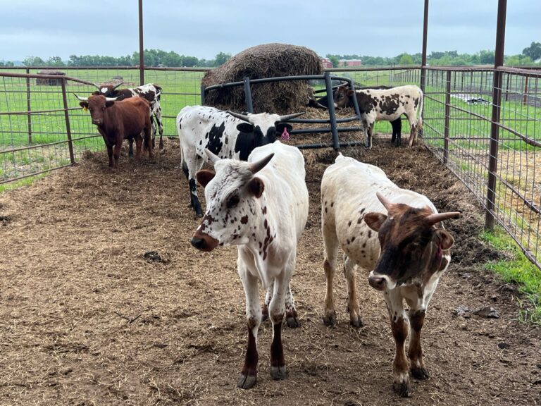 7 Head of Ropers and Roper Potentials