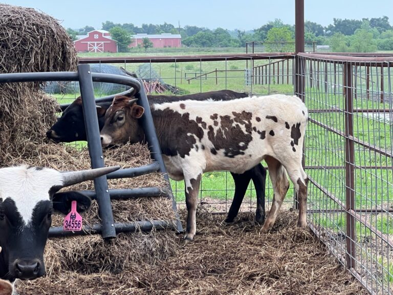 7 Head of Ropers and Roper Potentials