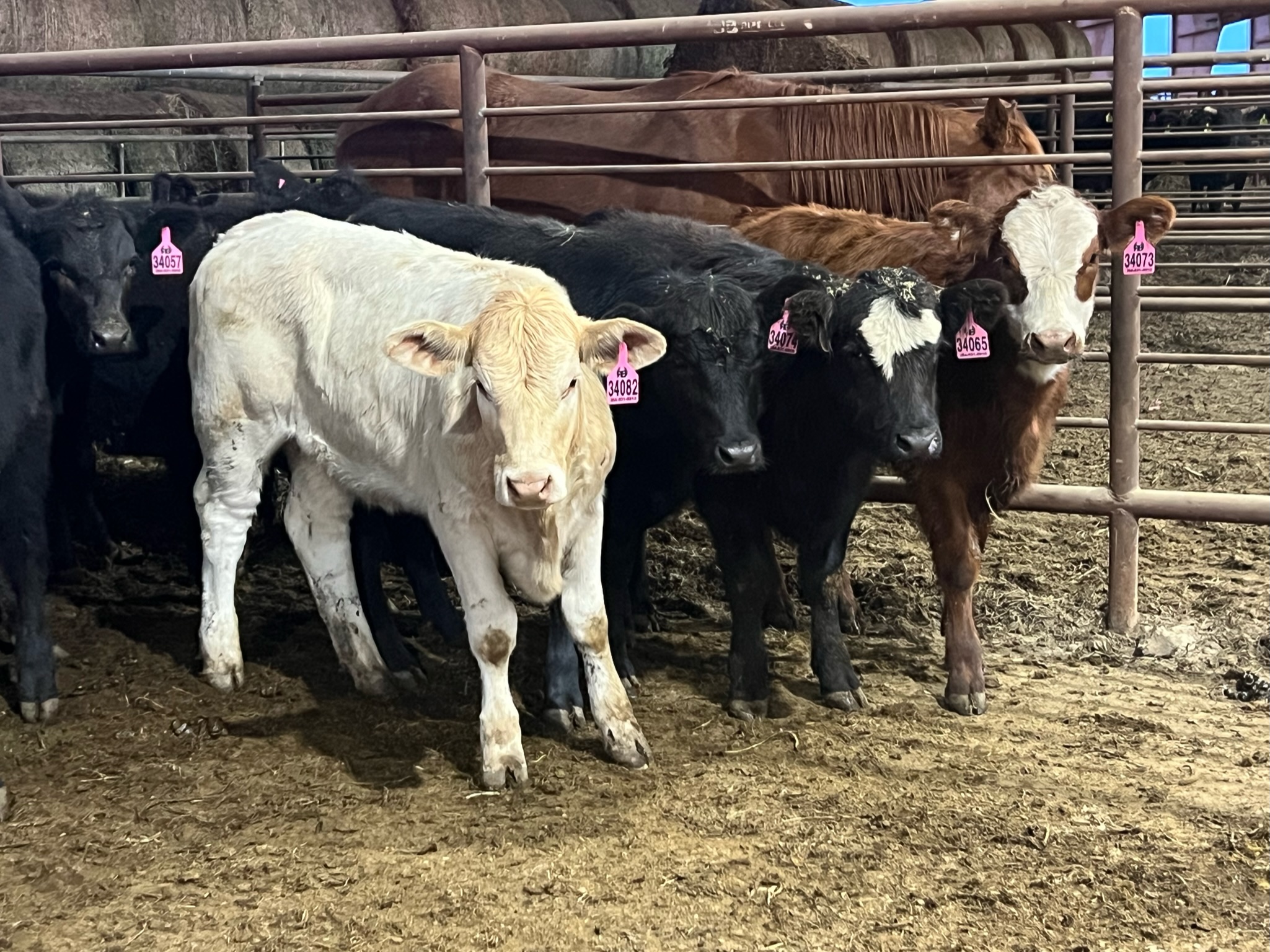 Stocker Calves or Replacement Heifers