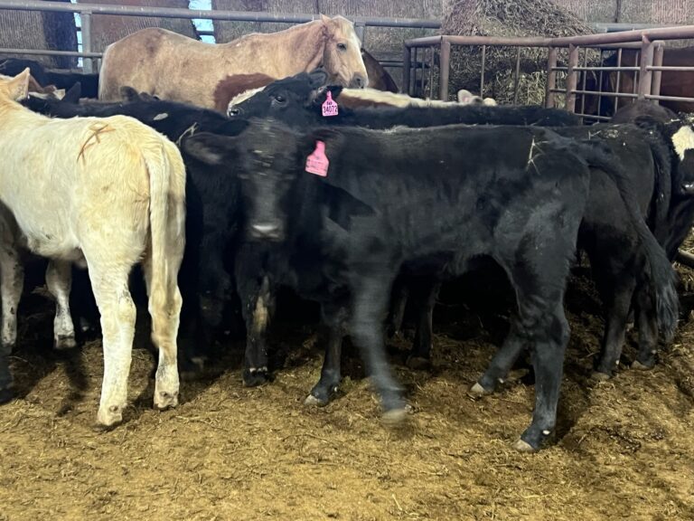 Stocker Calves or Replacement Heifers