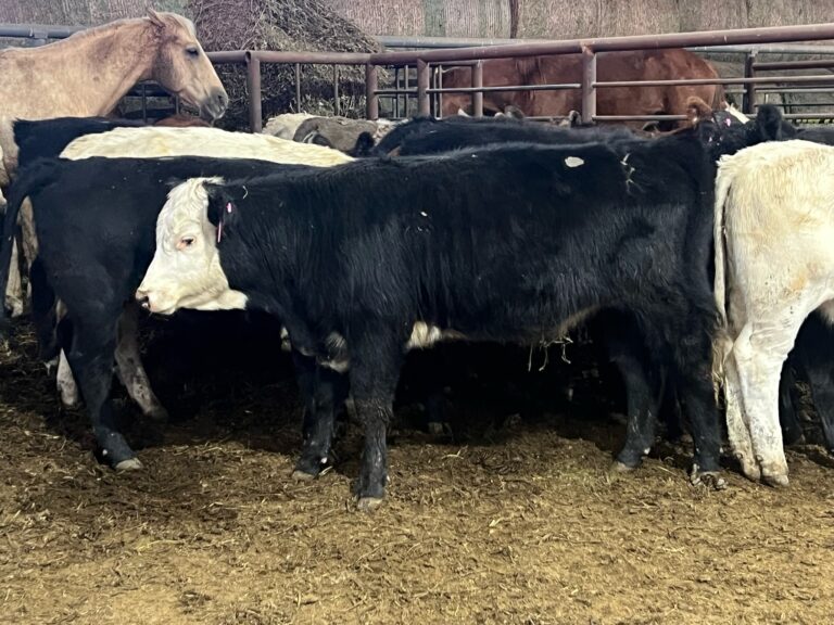 Stocker Calves or Replacement Heifers