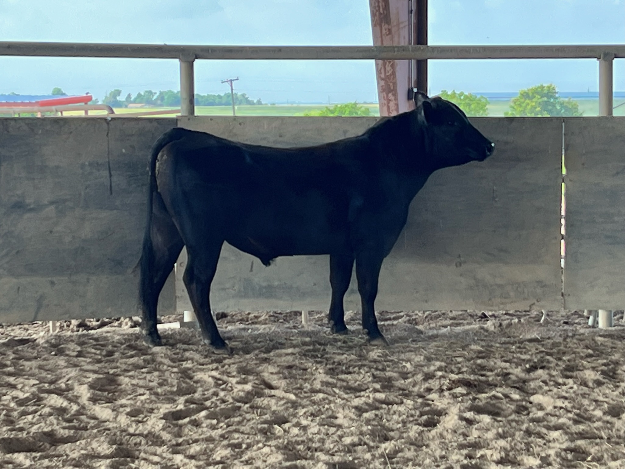 Yearling Angus Bull