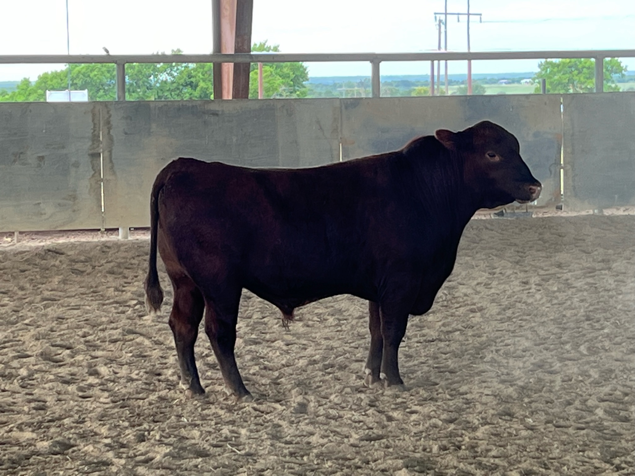 Red Angus Bull
