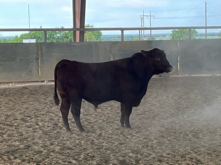 Red Angus Bull
