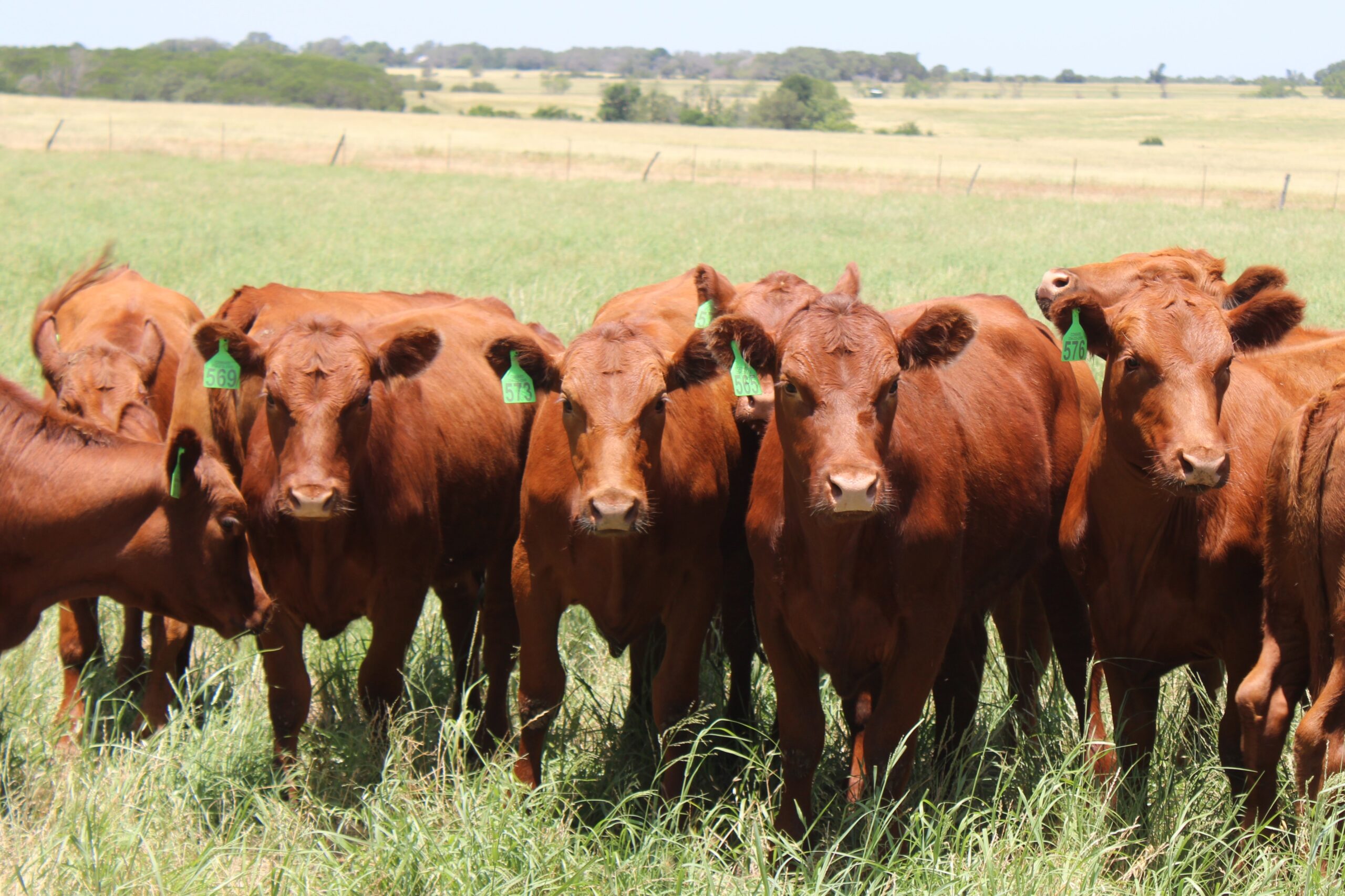 15 Head of Open Red Angus Heifers
