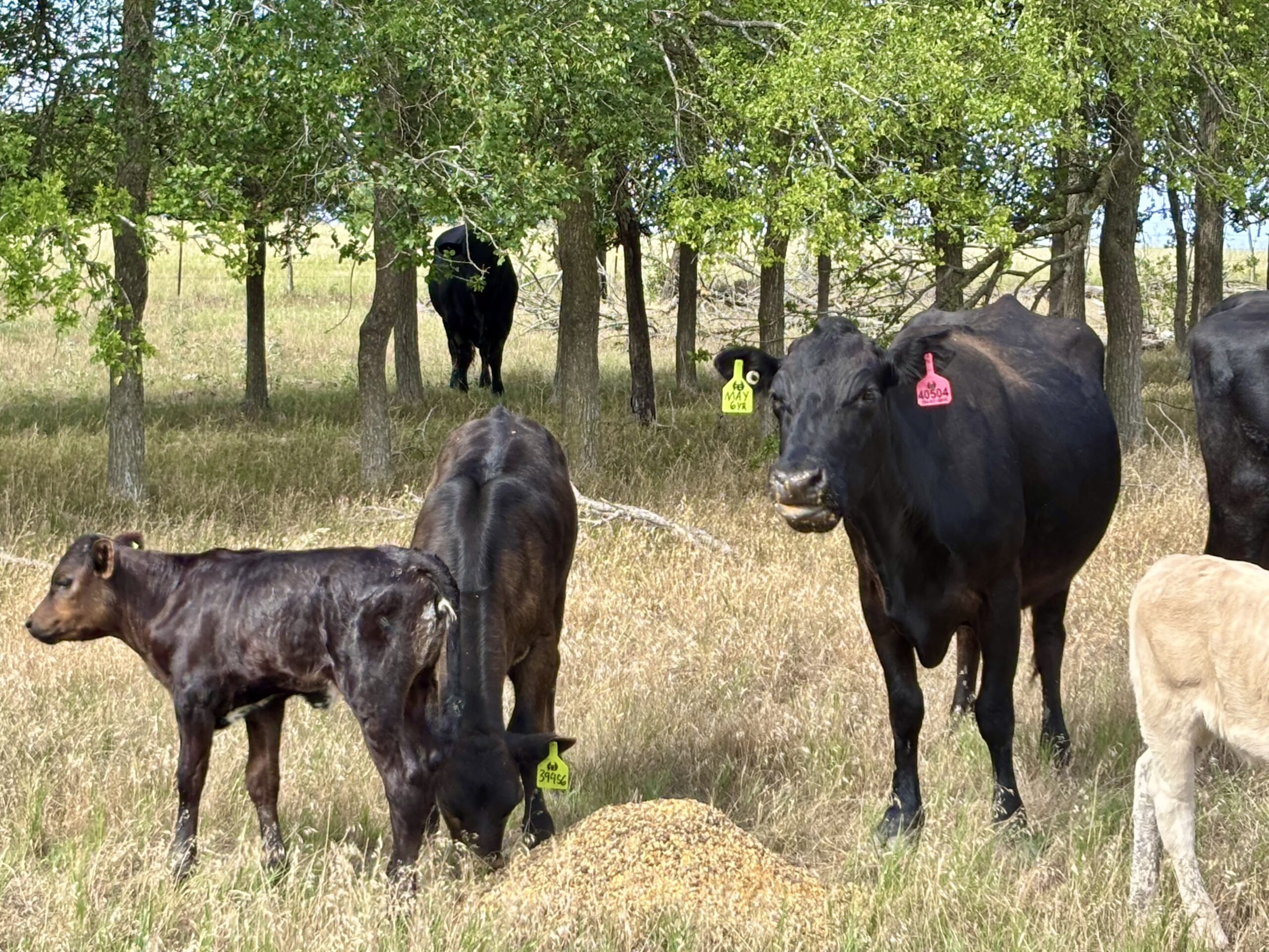 11 Black Angus and Crossbred Pairs
