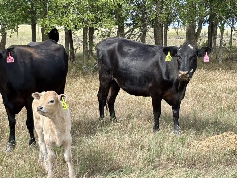 11 Black Angus and Crossbred Pairs