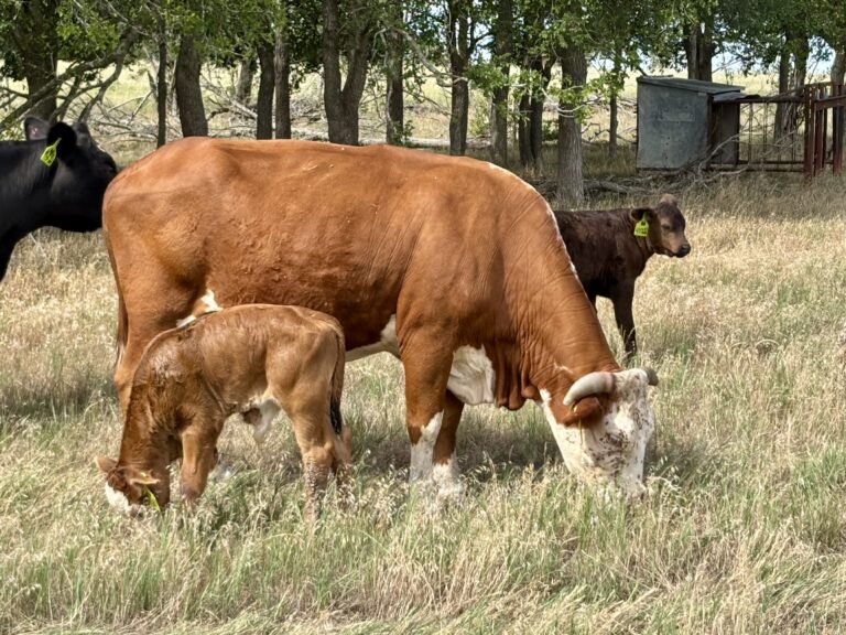 11 Black Angus and Crossbred Pairs