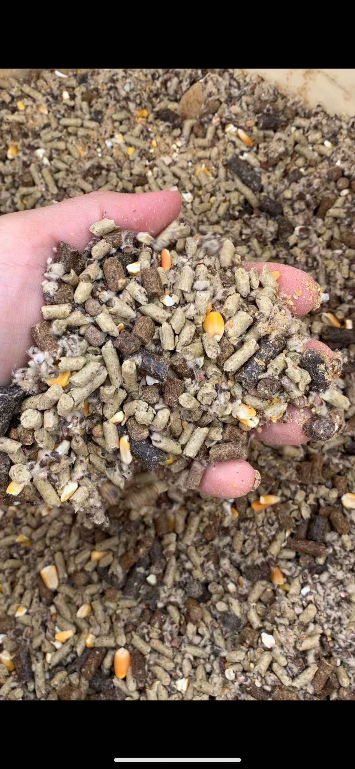 Bulk Cattle Feed