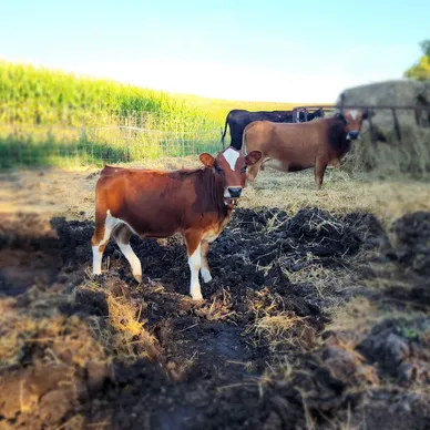 Mini Jersey heifer