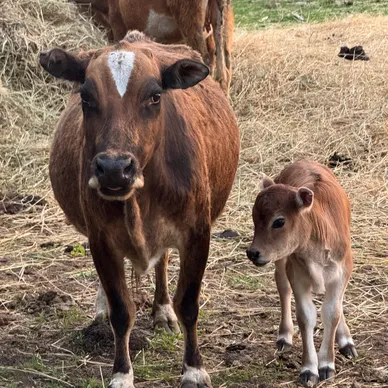 Mini Jersey bull calf